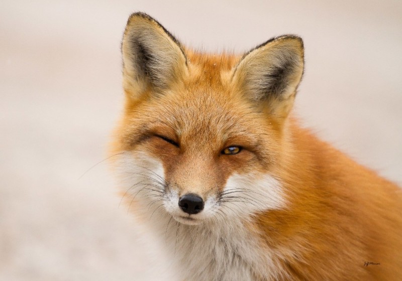 Create meme: Fox , sly Fox, red Fox