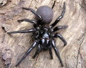 Create meme: black Spanish Voroncova spider, Australian funnel web pictures, Sydney leucopoenia spider