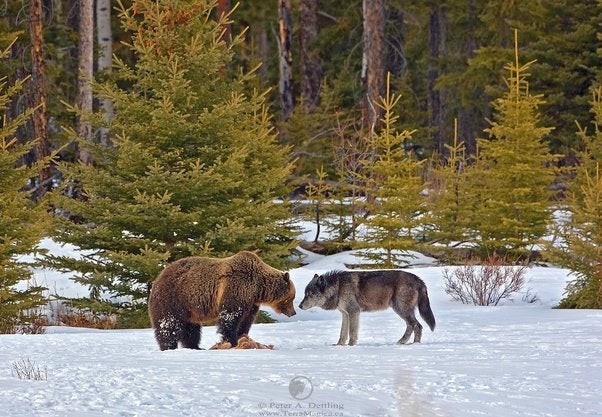 Создать мем: медведь и волк, западно сибирская лайка медведь, бурый медведь против волка