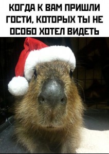 Create meme: the capybara