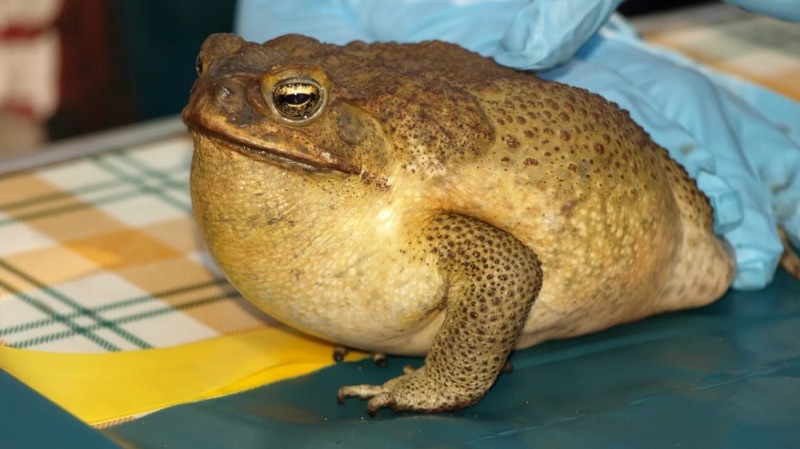 Create meme: blomberg 's toad, reed toad, toad yeah