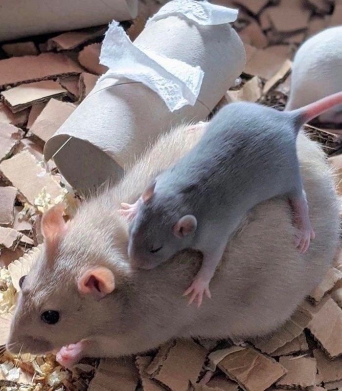 Создать мем: 2 крысы декоративные, американская голубая крыса, голубая крыса дамбо