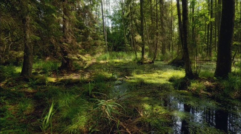 Create meme: Belovezhskaya Pushcha, forest stream, Belovezhskaya Pushcha forest swamps