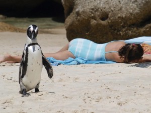 Создать мем: пингвин, пингвин на пляже мокрый, австралийские пингвины