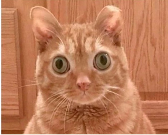 Create meme: cat , cat eyes in different directions, a cat with huge eyes