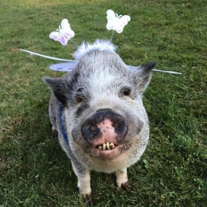 Create meme: mini pig, piglets mini piggies, pig