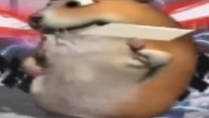 Create meme: hamster flexit under funk, hamster from Tiktok, hamster wild