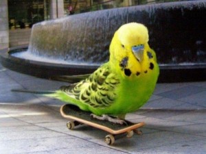 Create meme: budgie, budgie green, budgies