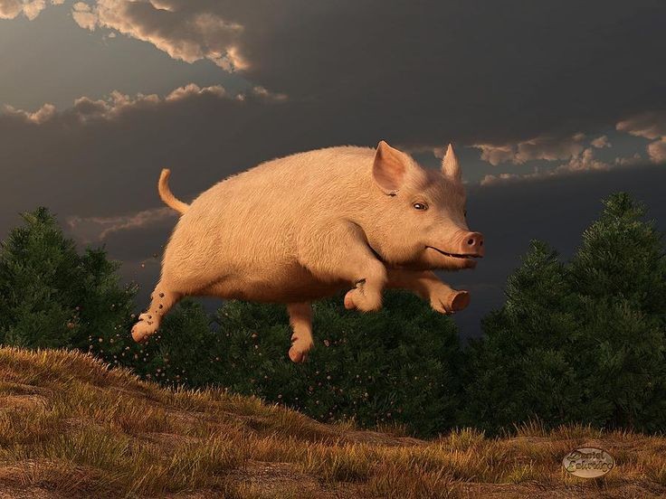 Create meme: the pig is running, flying pig, pigs