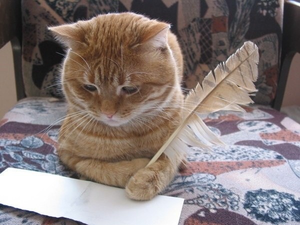 Create meme: the poet cat, the cat with the letter, a cat with a feather