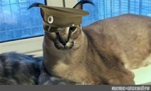 Create meme: Caracal