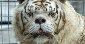 Создать мем: уродливый тигр кенни, белый тигр кенни, тигр даун кенни