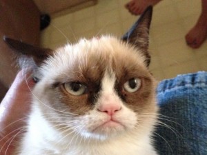 Create meme: grumpy cat, gloomy cat, unhappy cat meme