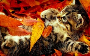 Create meme: cat, cat in autumn leaves, seals and autumn