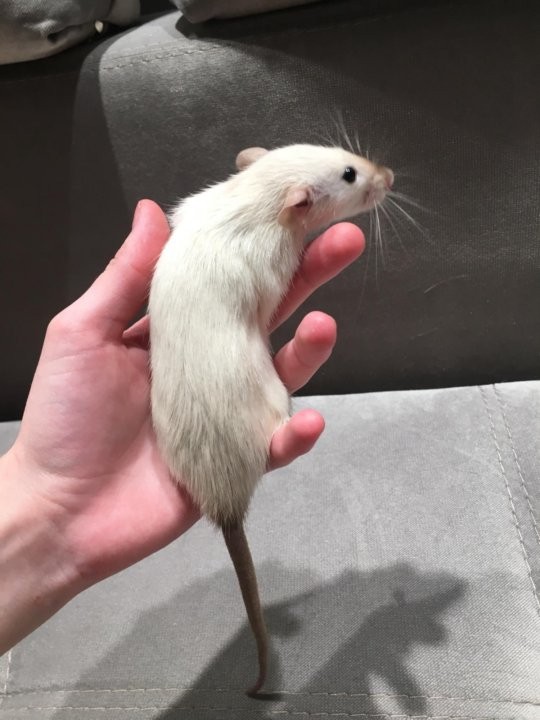 Create meme: rat Dumbo, dumbo siamese rat, the dumbo rat is white