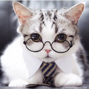 Create meme: funny cat with big eyes, cat in glasses, a big and cute cat