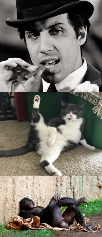 Создать мем: фотография адриано челентано, котик хоба, кот с лапой хоба
