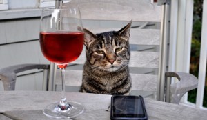 Create meme: drink, lolcat, wine