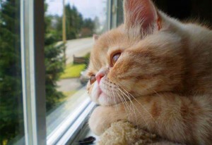 Create meme: pensive cat, pictures I miss you, cat