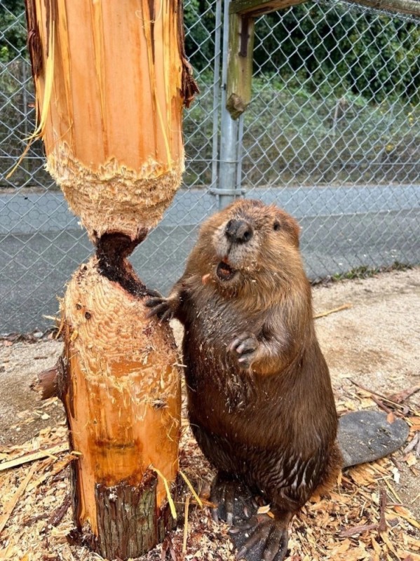 Create meme: beaver , beavers, beavers are funny