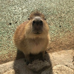 Create meme: a pet capybara, capybara teeth, the capybara