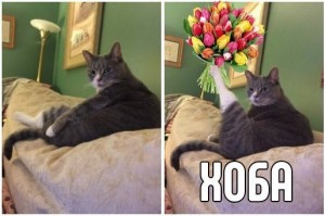 Create meme: cat, meme cat, hoba cat meme