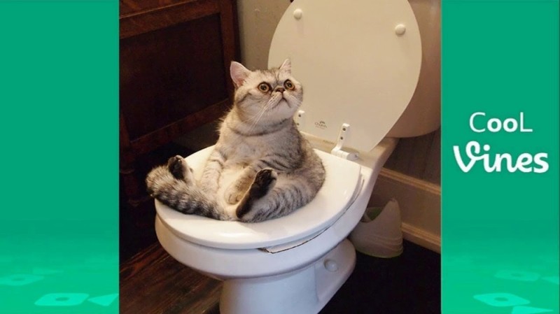 Create meme: funny cats jokes, The cat is in the toilet, the cat is sitting on the toilet