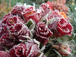 Создать мем: зимние цветы, розы зимой, замерзшие цветы