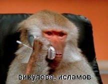 Create meme: a monkey with a phone, funny monkey