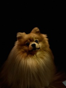 Create meme: breed Pomeranian, Spitz, breed Spitz