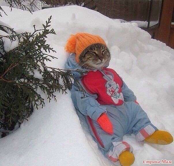 Создать мем: одевайся потеплее, кот в шапке на снегу, котики в зимних нарядах