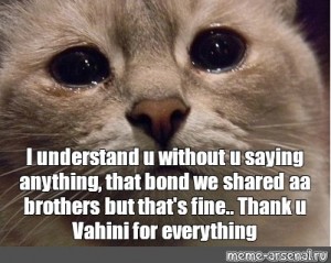 sad goodbye cat meme