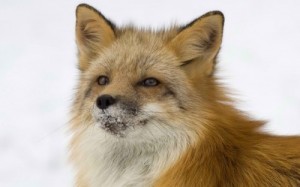 Create meme: hare and Fox, sly Fox, fox