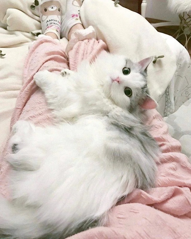 Кошка в пижаме
