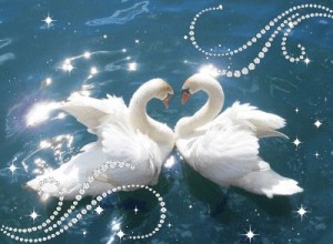 Create meme: swans in heart pictures, photo of beautiful swans, Wallpapers swans