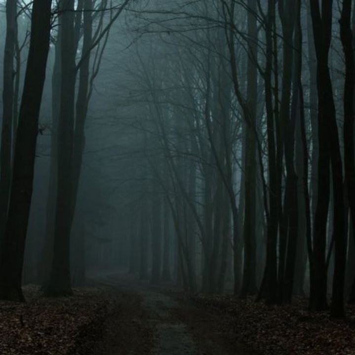 Create meme: Gloomy forests, The forest is dark and gloomy, Dark forest