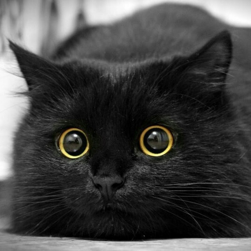 Create meme: black cat, black kitty, beautiful black cat