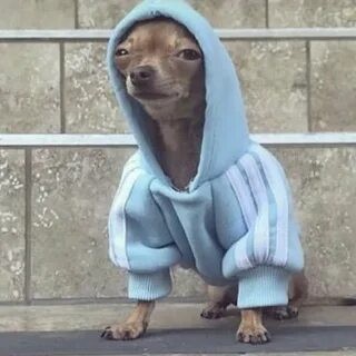 Create meme: dog in the hood, A hooded chihuahua, The hooded dog meme