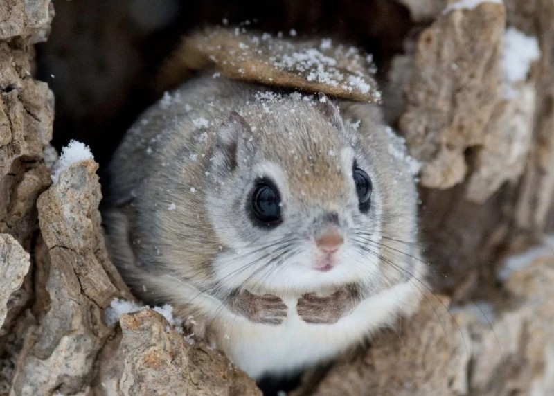 Create meme: Japanese flying squirrel get, white flying squirrel, japanese flying squirrels