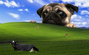 Создать мем: windows мопс, мопс обои windows xp, pug dog