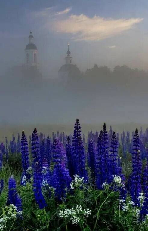 Create meme: nature fog, Lupin , landscape 