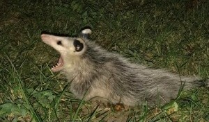 Create meme: opossum animal, water opossum, Virginia opossum