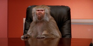 Create meme: baboon, the monkey is a baboon