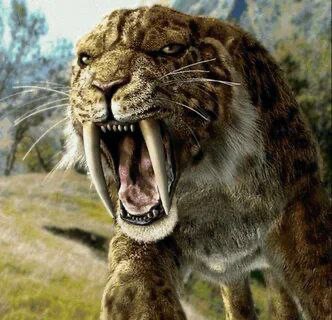 Create meme: saber-toothed tiger, prehistoric predators saber-toothed tiger, Smilodon saber-toothed tiger