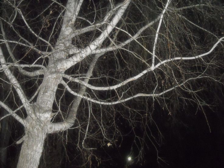 Create meme: darkness, Among the trees at night, The branch tree