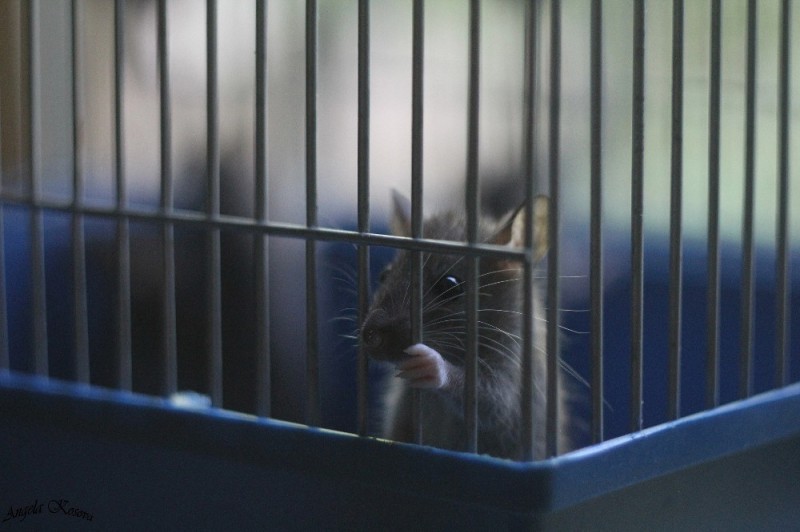 Create meme: rats home, a cage for rats, decorative rat 