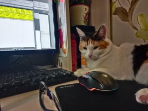 Создать мем: кот за компьютером, кошка, домашние животные