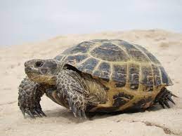 Create meme: turtle, the Central Asian tortoise, Central Asian tortoise