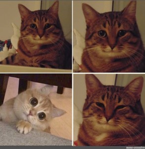 Create meme: meme cat, memes with cats, meme cat