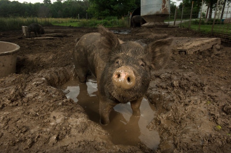 Create meme: pigs in a puddle, pigs, the pig is lying in the mud